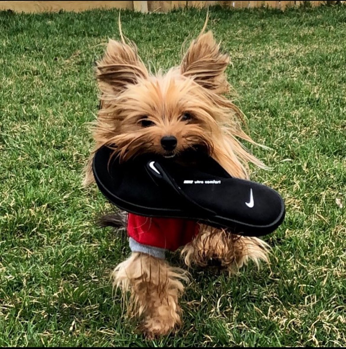 I'm being accused of stealing my humans flip flop which I absolutely did not do! Does anyone know a good lawyer? #Tuesday #cute #love #nike #DogsOfTwitter #DogsOnTwitter #dogsarefamily