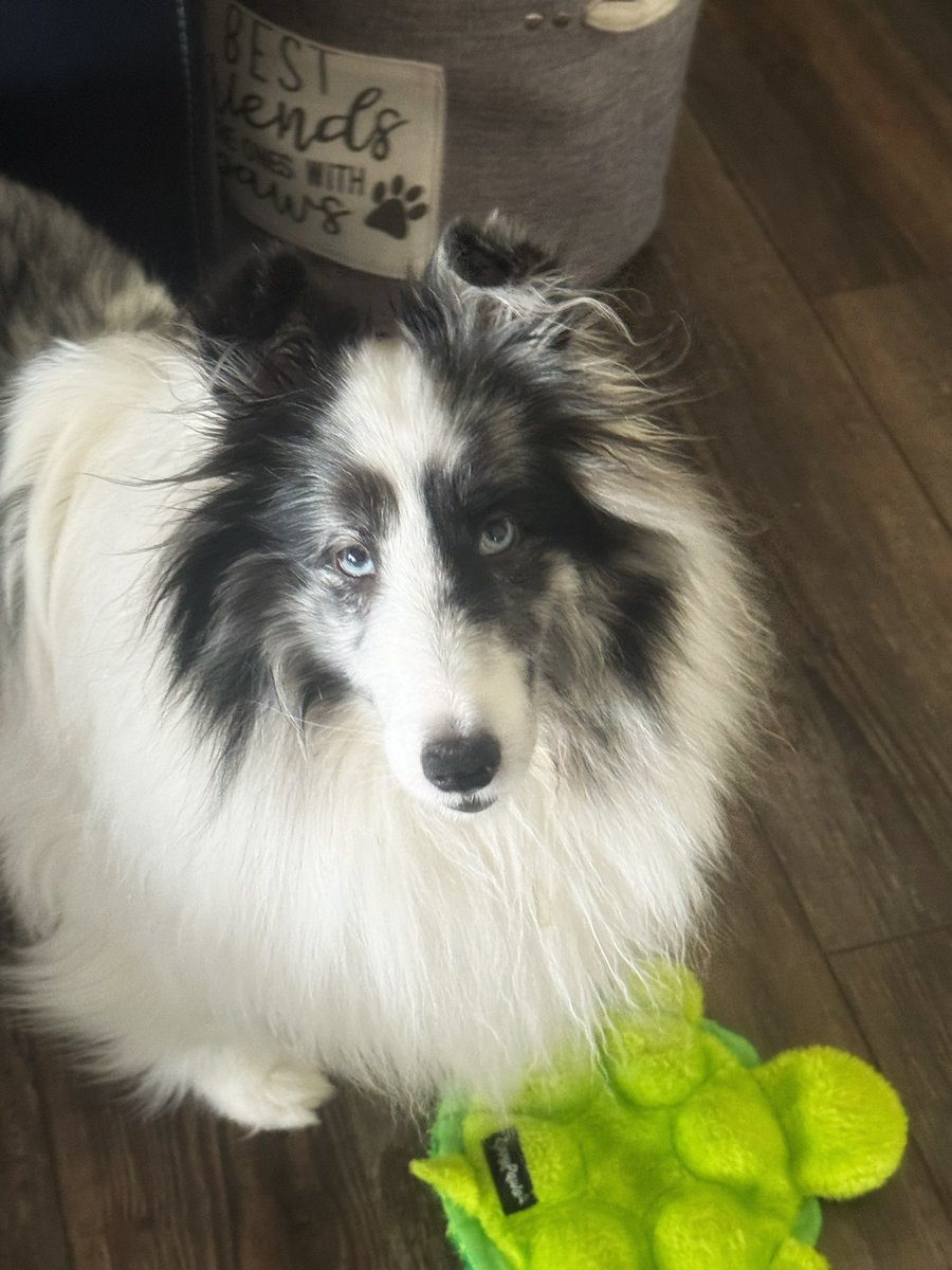 #PostAFavPic4VioletMay24 Day 7 🍋 Lemons When life gives you lemons, you gotta deal with that sour 💩! I had 9 teeth removed yesterday. Mom was shocked when the vet called after looking at my x-rays. 🦷 #pets #dogs #dogsoftwitter #dogsofx #dogmom #sheltie #cute #petlife #xdogs