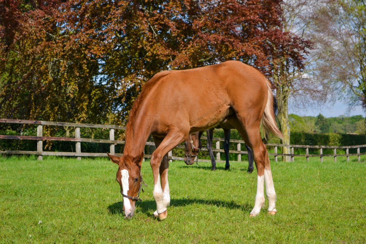 Our first foals are now living out & are enjoying the sunnier evenings 🏡 #home #livingoutside #growupquickly #thoroughbredbreeding #foalsoftwitter #NSfoaling #foalingseason24 #futurechampions