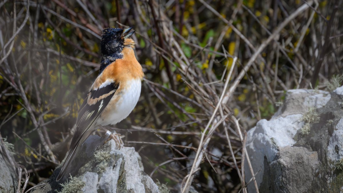 Brambling - @AngleseyBirdman found a singing Brambling near The Range this morning. Managed to see & hear it early afternoon. Examining some photos later showed that it was an escaped cage bird - ringed in Belgium. Despite now knowing its origin, it was great to hear it singing.