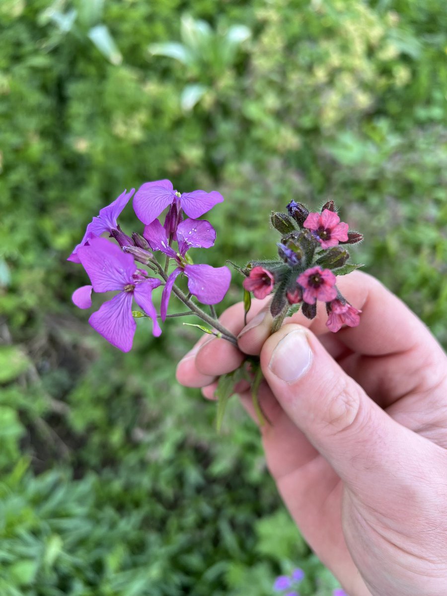 Honesty and this Pulmonaria seedling look fantastic together in person - I wasn’t going to include much pink in the garden, it’s happening by itself I swear 💞