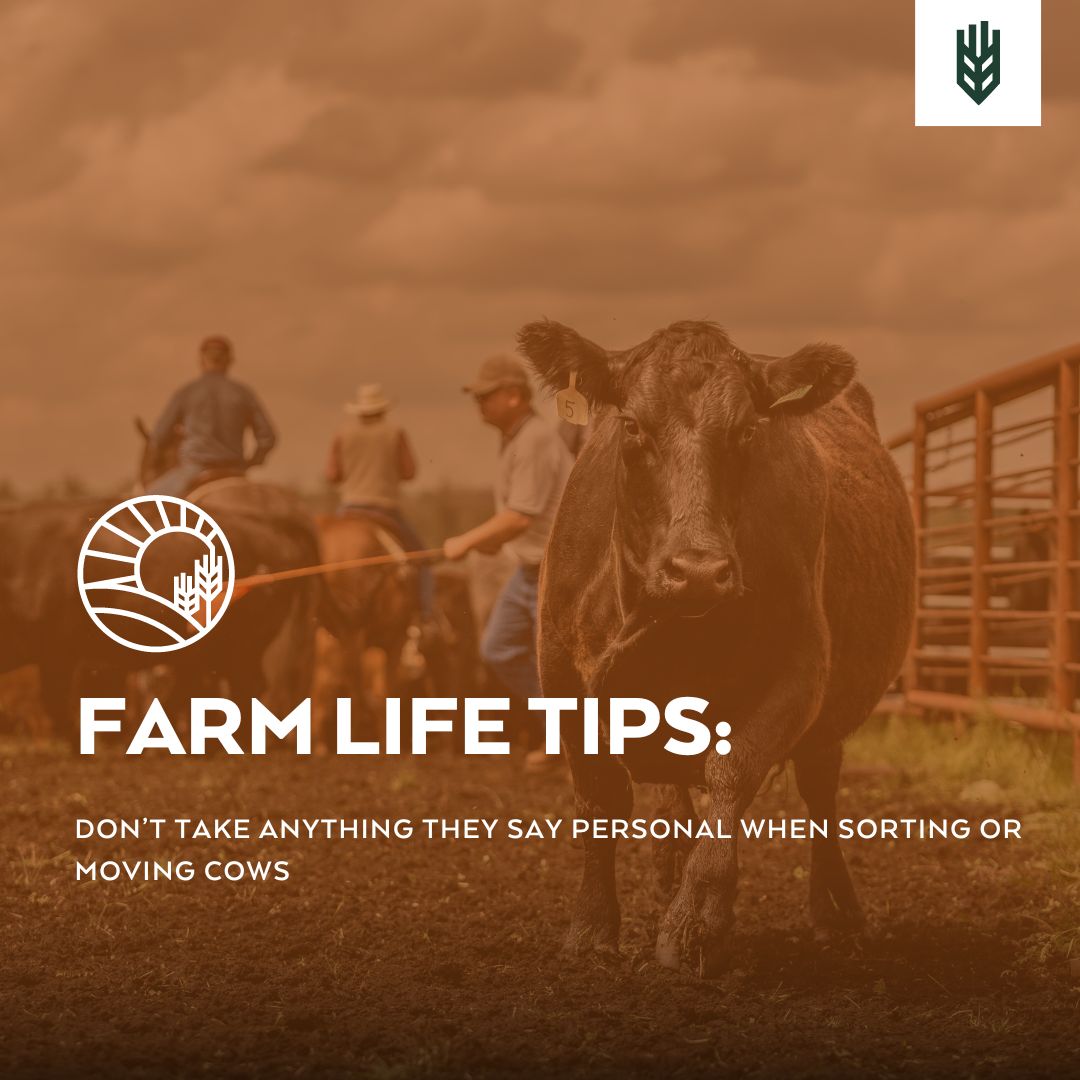 We all can say things we don't mean - and it just somehow all comes out when we have to sort or move cattle. Drop a comment below of the funniest or craziest things that you've either said, or been told while moving cows! #Farmer #Humor #Ag