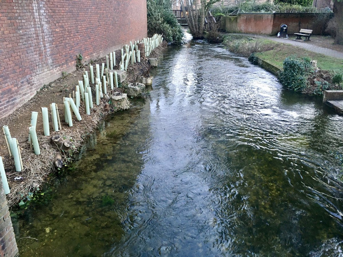 🛑Stop polluting our river🛑 River Allen in Wimborne, a chalk stream of international importance, is under permanent assault from plastic tree guards, balloons etc 🛑Stop polluting our river🛑