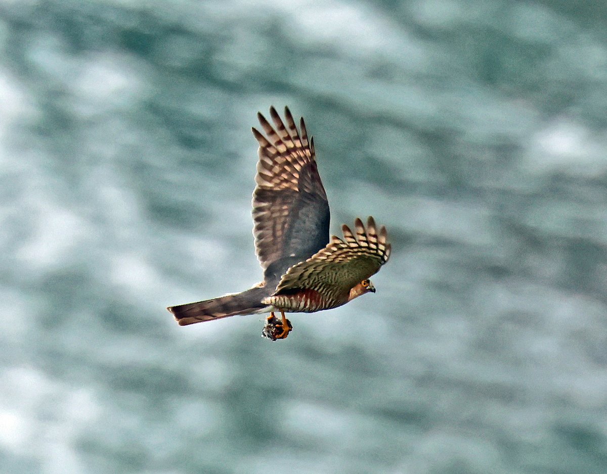 Sparrowhawk crossing the bay in morning sunlight and holding onto the first meal of the day.
