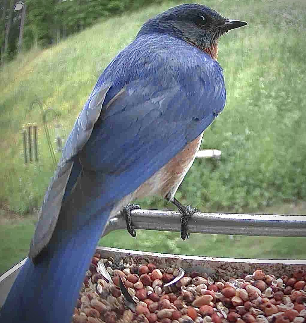 #EasternBluebird #Bird #BirdsOfTwitter #Birds #birdsphotography #BirdsSeenIn2024