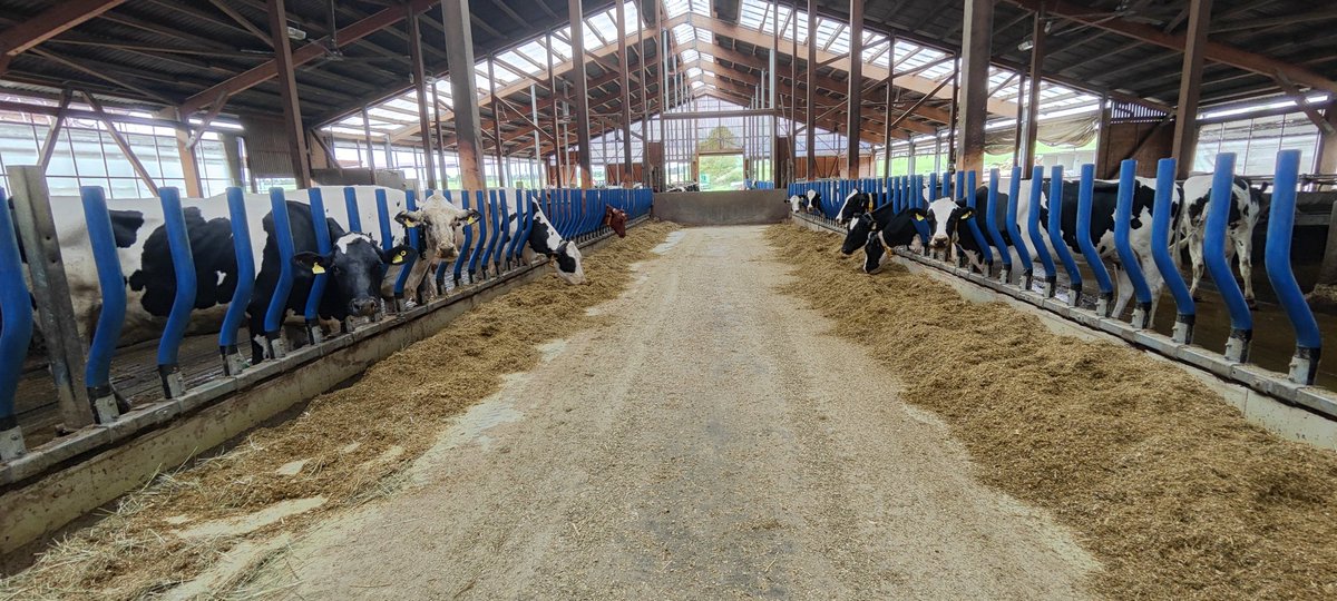 MAYO cow comfort tweet media