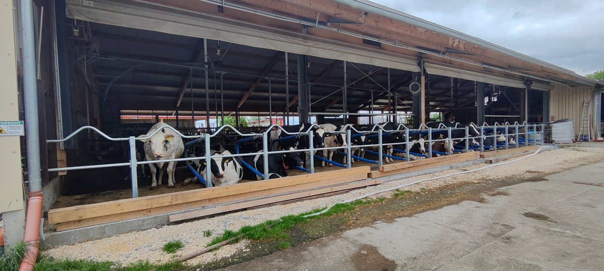 Koeien, cows, vaches, kei'n, koei'n, kuhe! ,🐮🐮🐮🚙💨 #koecomfort #tweeteenkoe #koeien <a href="/MayoCowComfort/">Mayo Cow Comfort</a> <a href="/MadeByCondons/">Condon Engineering</a>