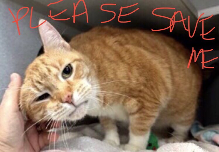 🆘CODE RED: IN GRAVE DANGER🆘 Sad and lonely and craving affection, super sweet, very loving #SENIOR TIGER PALM (12yrs) needs #IMMEDIATE #RESCUE‼️  PLEASE #RT #PLEDGE #FOSTER #ADOPT - everything you can do to #HELP✔️ #cats #NYC #AdoptDontShop #SharingSavesLives RT@JLthekid9999