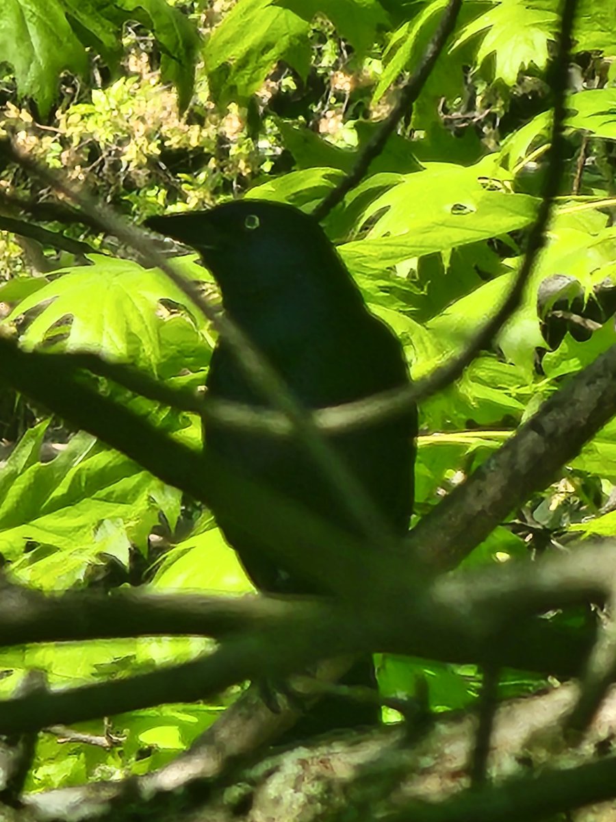 From Prospect Park. 
#prospectpark #birdlovers
#NaturePhotography #naturelovers