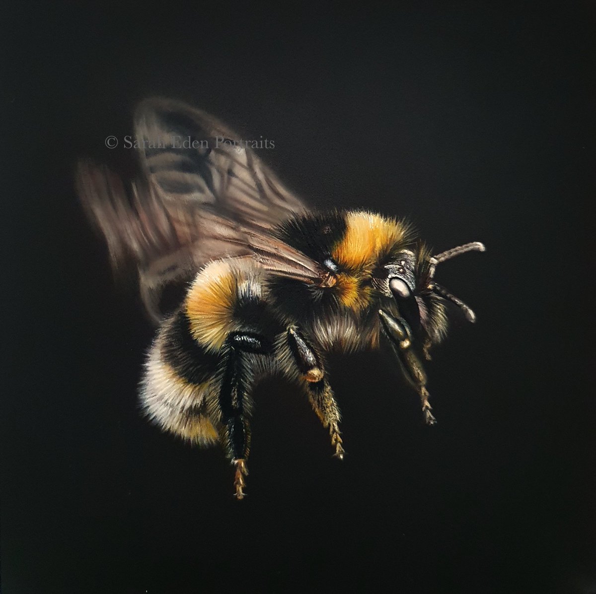My little bee painting is finished. These gorgeous little creatures go about their business pollinating vital crops for us and I felt that it was time they had a little shout out. So here is the 'Humble Bumble', painted because...well...I just felt like it! Oil on board 8 x 8'