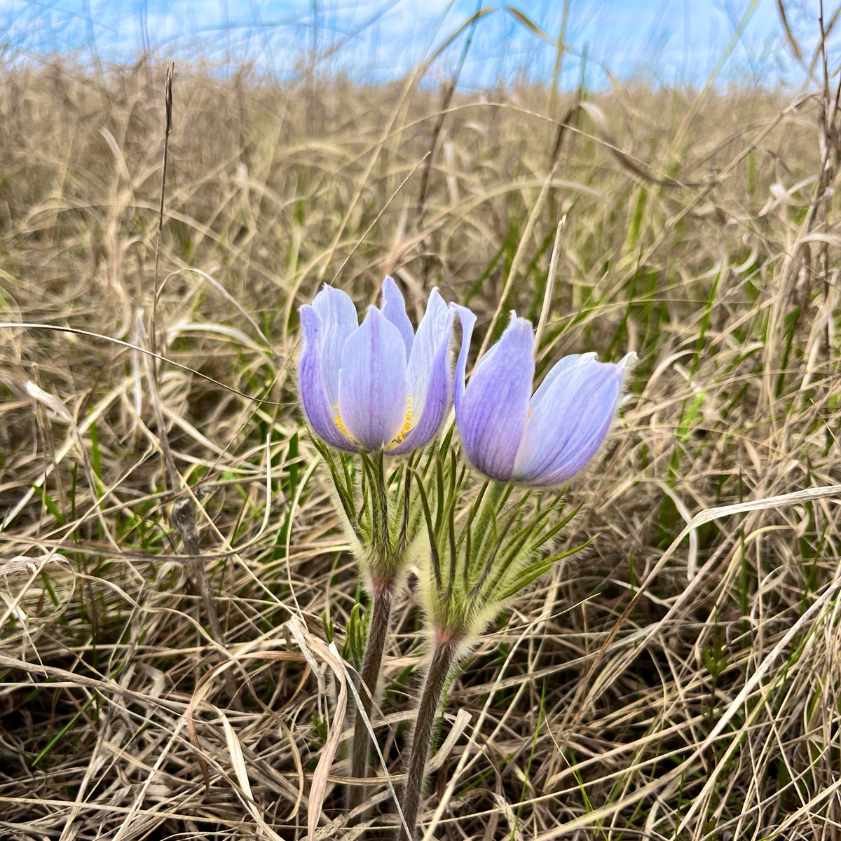 Most are starting to fade now, but this pair were still in full bloom. (Anemone patens)