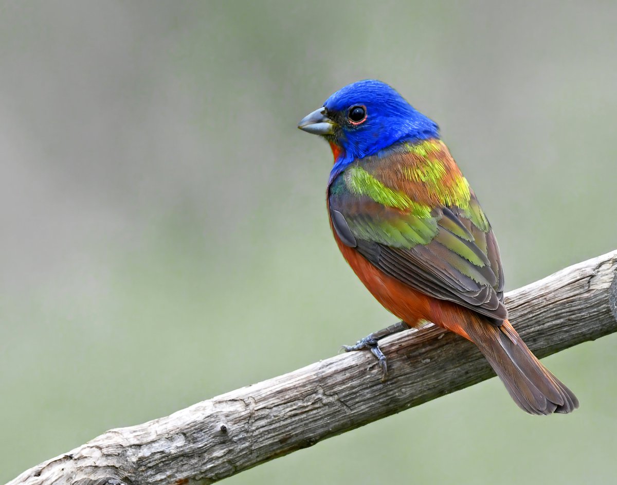 #TwitterNatureCommunity #naturephotography #birdphotography #twitterphotography #wildbirdphotography #nikonphotography #beautifulbird #paintedbunting #colorfulbirds   

Painted Bunting, non breeding colors.