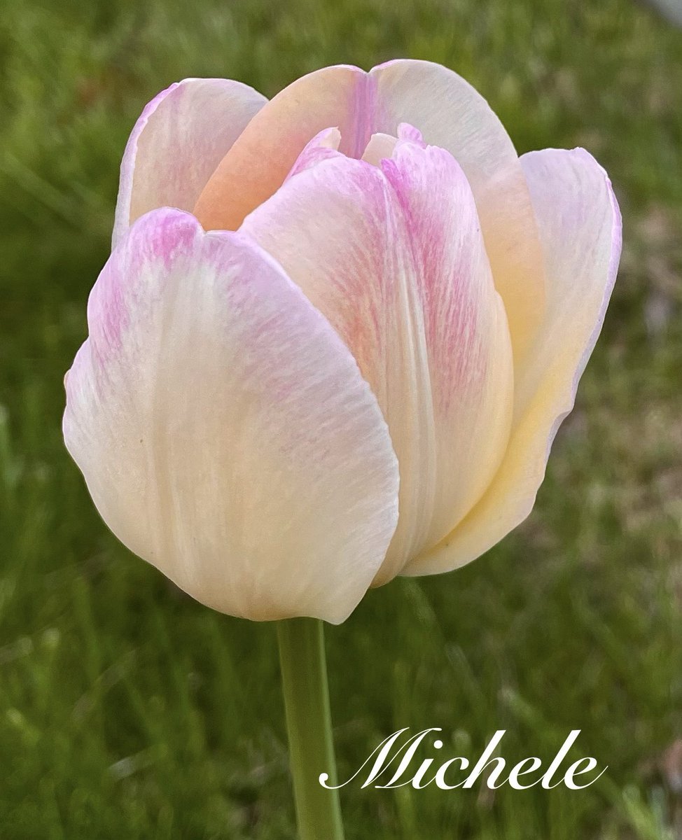The tulips are popping now! I hope I see this pastel pretty again…my 2 favorite bloom colors…yellow & pink & together! Hope u r having a great day! 🙋🏻‍♀️💛🌷💗#flowers #TulipTuesday #tulips #GardeningTwitter #GardeningX #gardening #mygarden #flowerphotography