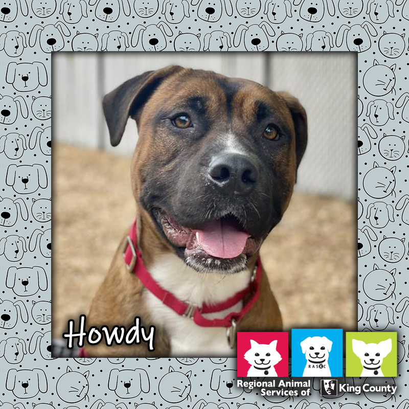 Say howdy to Howdy, our #PetOfTheWeek! 🐶 tailsfromraskc.com/2024/05/09/pet… Remember you can 'Pick Your Price' on all adult dogs now through May 31. See all of our delightful dogs (and other adoptables) at kingcounty.gov/AdoptAPet #AdoptAPet