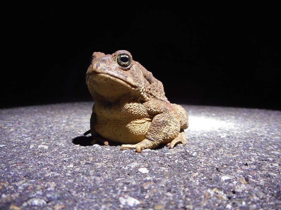 All glory to the Hypnotoad! Also #AmphibianWeek!