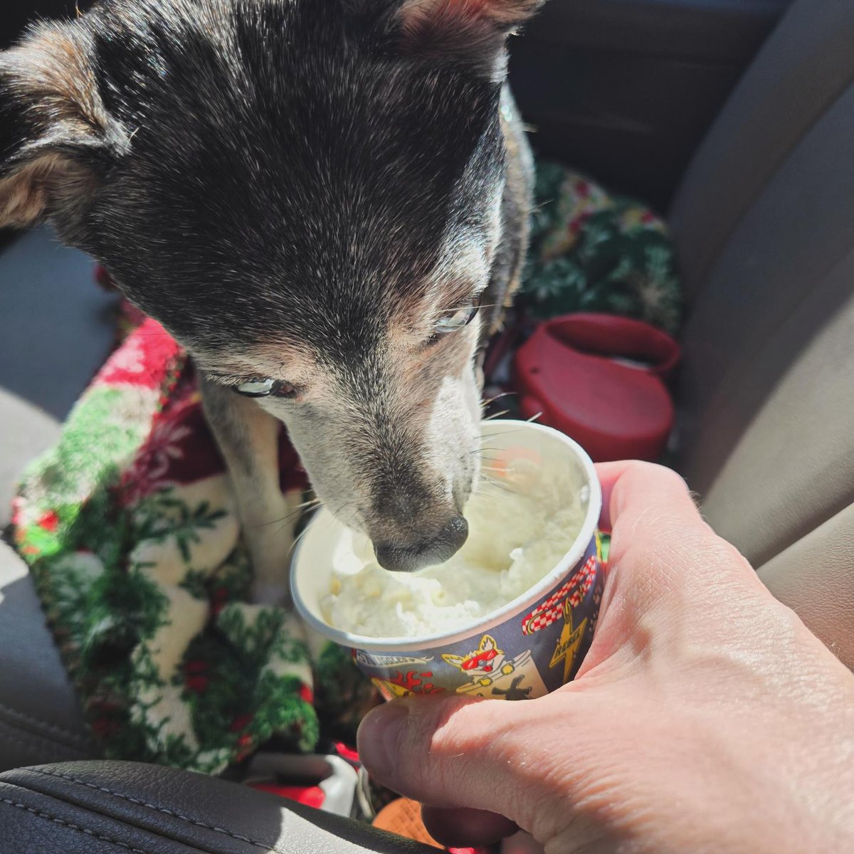 Thanks @DutchBros for Jeepy's pup cup after the vet. He needed it! ❤️ 
#rescuedogsrule #coffeeforme #whippedcreamforJeepy