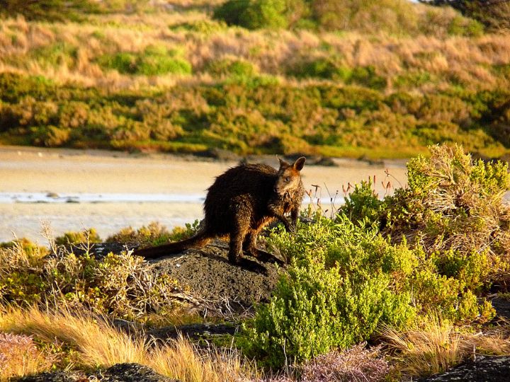 Art of the Day: 'Wallaby on the Riverside'. Buy at: ArtPal.com/moldenhauer?i=…