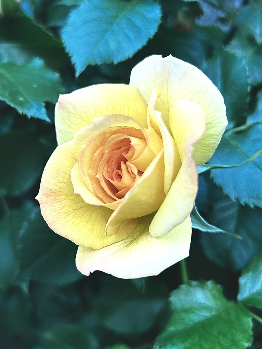 Light up the night with yellow ~ Illuminate : a type of rose ~