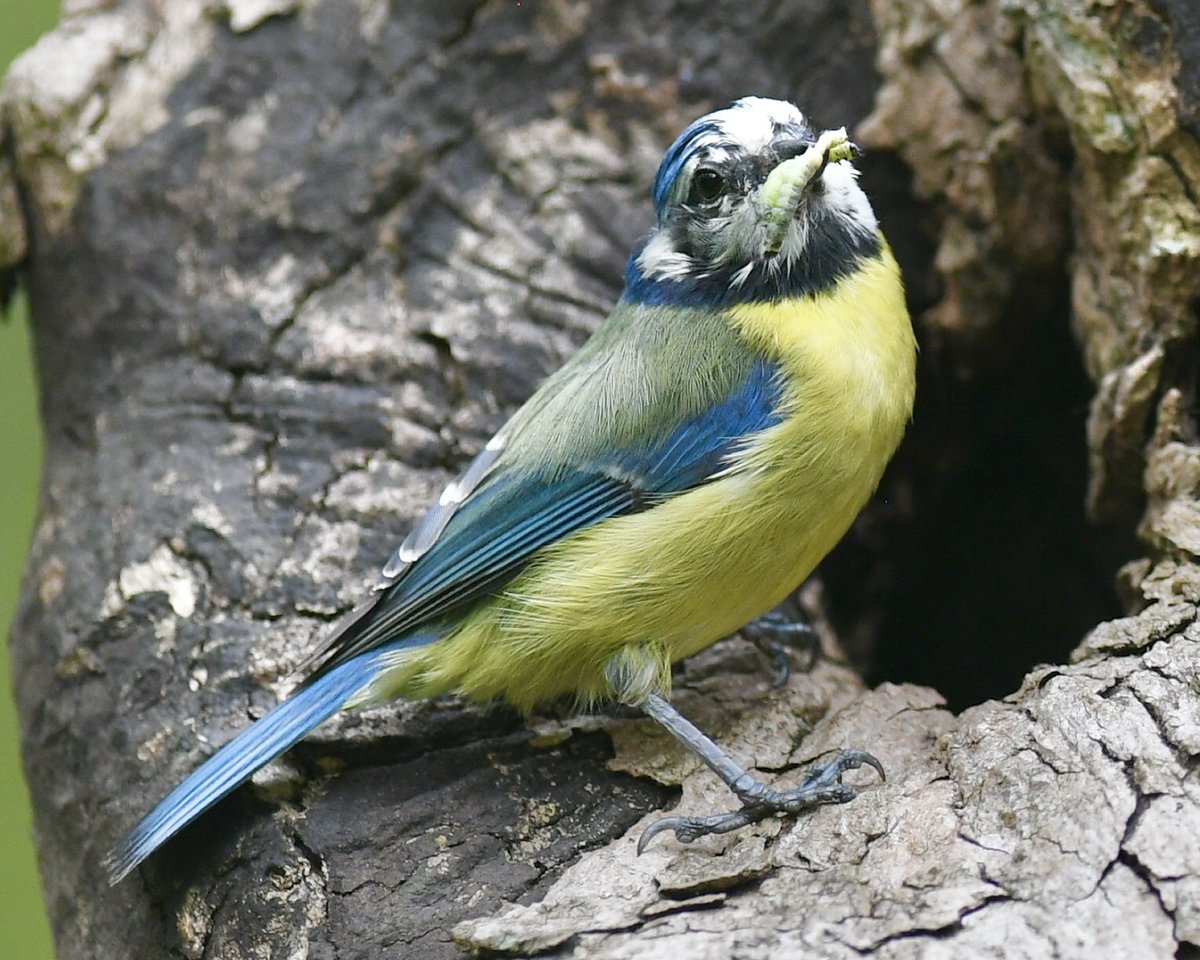 A Blue Tit nest hole in Crystal Palace Park. Constant chick feeding takes it’s toll on the head feathers of the adults