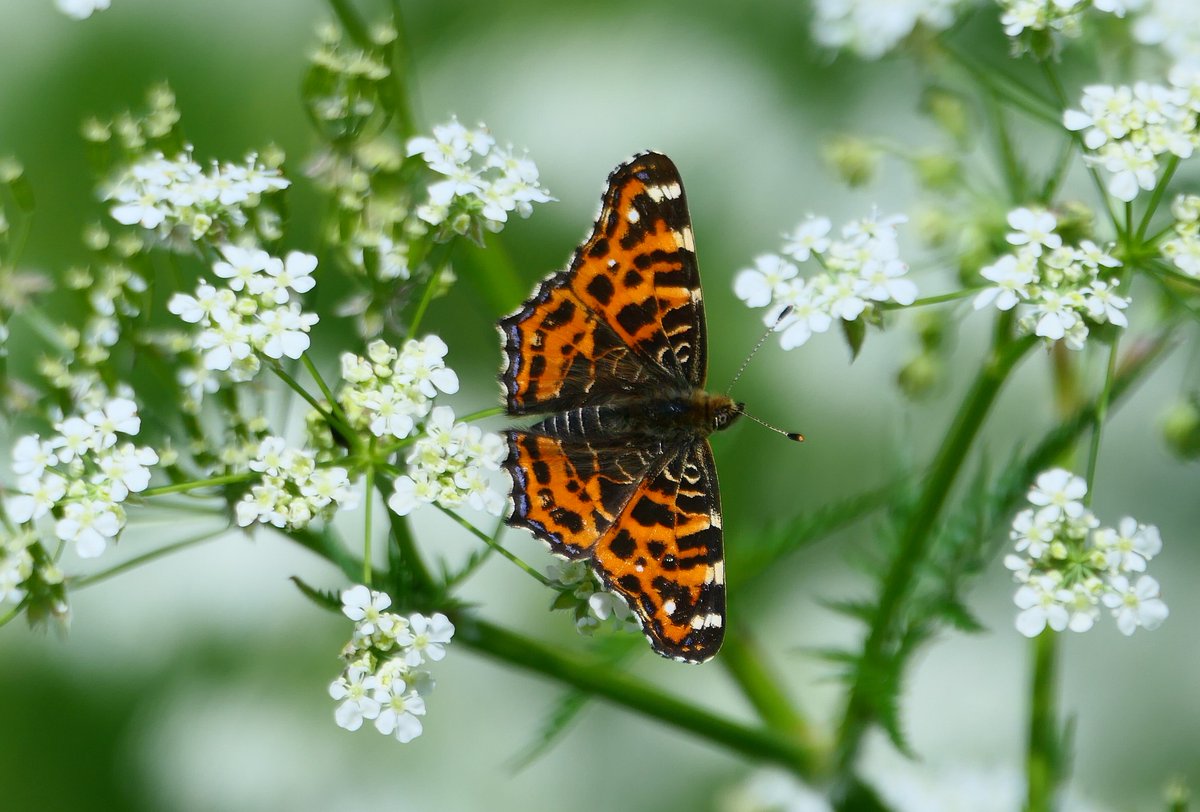 HarryWolbers's tweet image. Klein geaderd witje , bruinvleugelroofvlieg , landkaartje en de varenspanner.#vlinders #nachtvlinders #insecten