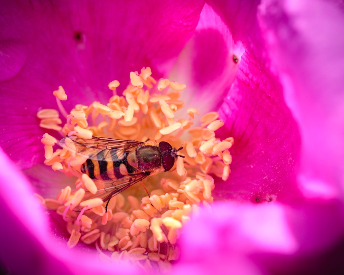 Theme #bees & #flowers or flowers & bees, either way  QP & share your photos

#MyPhotoArchive #NaturePhotography #NatureBeauty #TwitterNaturePhotography #macrophotography #macro