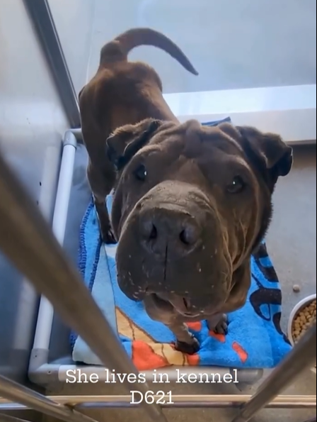 🆘💔🆘 GRANDMA, the small (37 lb) 9 yo Shar-pei with the large hanging mammary mass that should be removed ASAP, has had no help in the week since Downey #California ACC sent her medical plea😢 Are you a #SoCal #doglover who can #FOSTER for rescue? Reply here plz🙏 #A5621455