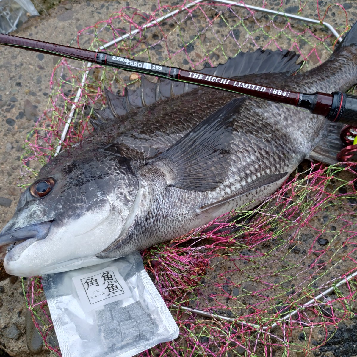 gogo_ichi755's tweet image. いち🔰 久々のヘチ散歩さんぽ 🐶。
魚魚角（9mm 黒） でおチヌ様げっと。ZEROZERO も無事入魂。 竿の曲がりも美しく、チヌとの対話をじっくりと楽しめました。根元まで曲げきった後の粘りが本当に素晴らしい！拍手モノです！！👏👏
#黒鯛工房 
#ZEROZERO 
#トトキューブ 
#魚魚角