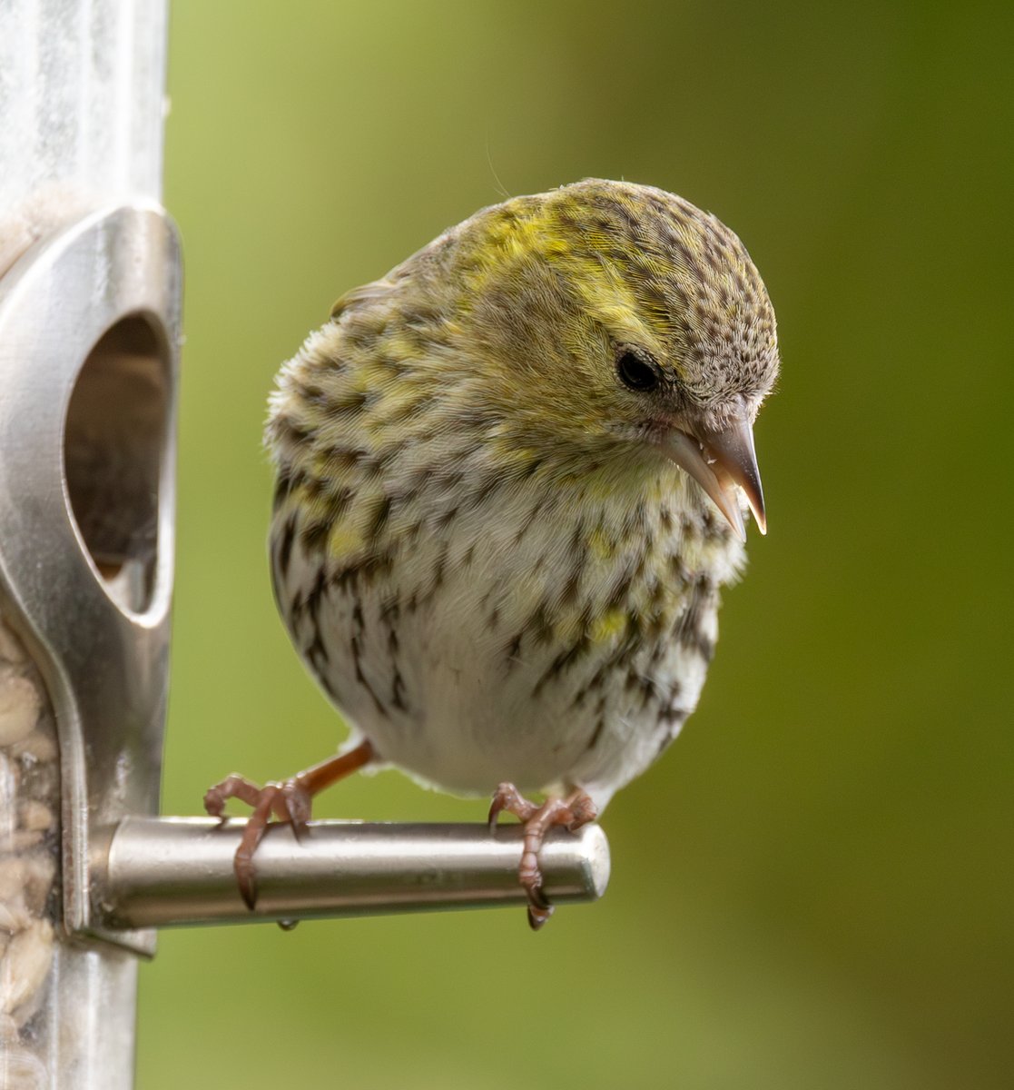 More Siskins for #WildCardiffHour ~ the male was very difficult as he had his back to me for the entire time and I was unable to get a clear capture ~ hope they return so  I can try again and hopefully next time in the tree and not on the feeders #TwitterNatureCommunity