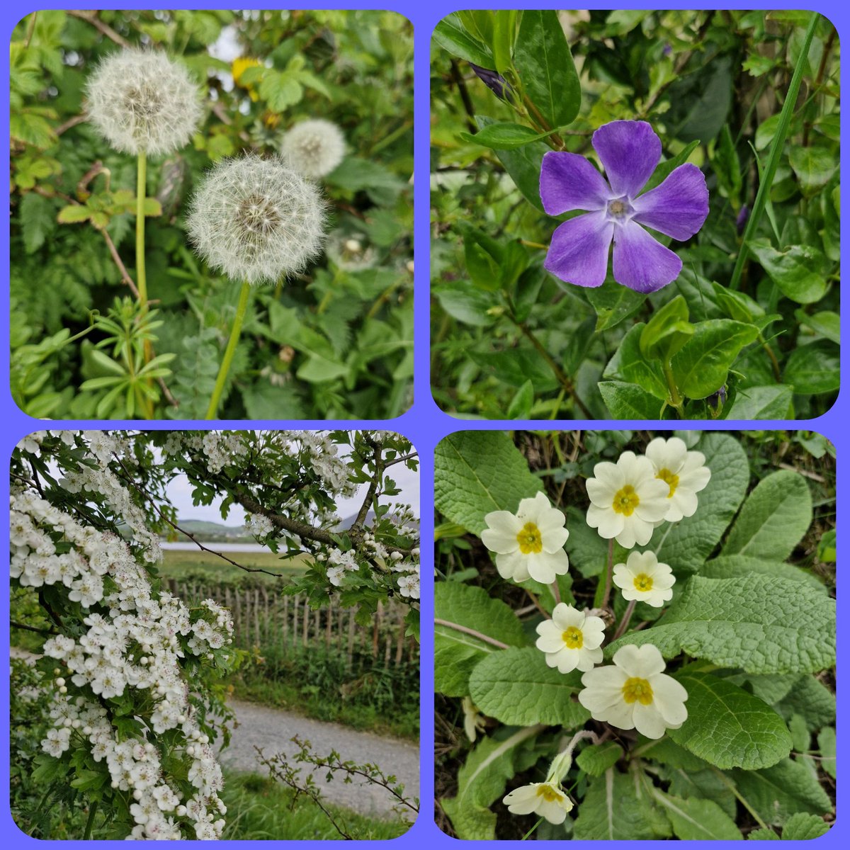 Another mile for @DementiaUK & another reminder of the beauty in #nature 💙💛💙  #Connect #keepactive #wellbeing #MentalWellness @SaintMarysDerry