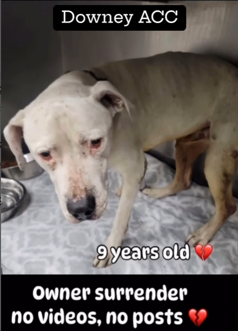 🆘💔🆘MARLEY at Downey #California ACC is rescue only because he did not do so well in the play yard. Not so bad they made him 'no dogs REQUIRED' just 'recommended'. Needs a #SoCal #FOSTER ASAP, he's on the euth list😱Please reply here if you can help🙏 info⬇️ #A5319120