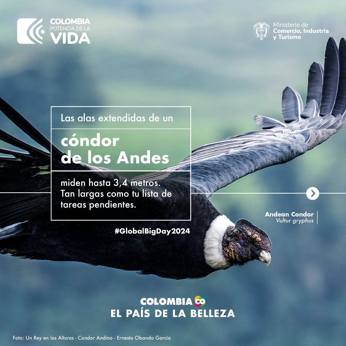 A que no sabías estos datos sobre las aves que surcan los cielos colombianos 🇨🇴. ¿Ya viste hacia arriba? Participa el 11 de mayo en el #GlobalBigDay2024 y demostremos de nuevo por qué Colombia es #ElPaísDeLaBelleza, número 1 en especies de aves. >> ebird.org/globalbigday