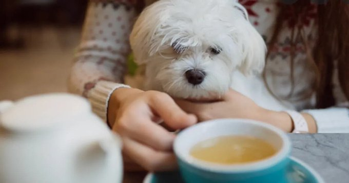 radio2rosario's tweet photo. #AHORA I Comienza la discusión en el Concejo Municipal sobre la creación del “Programa Rosario Pet Friendly”, que permitirá la concurrencia de animales de compañía en bares y restaurantes. En #PuntoMedio el móvil de @everarnoldo dialoga con Nadia Amalevi, autora del proyecto. https://t.co/azsQLO2gtM