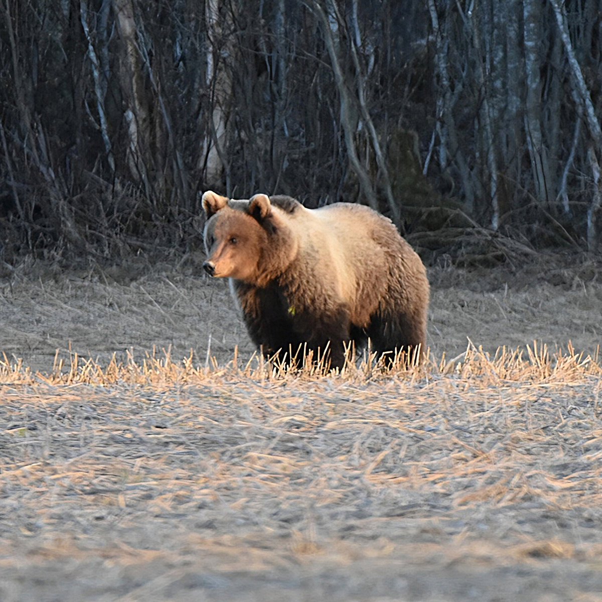#Nature #Naturelovers #NaturePhotography #WildlifePhotographer #Sweden #Hälsingland #Swedishnature #björn #bear #brownbear