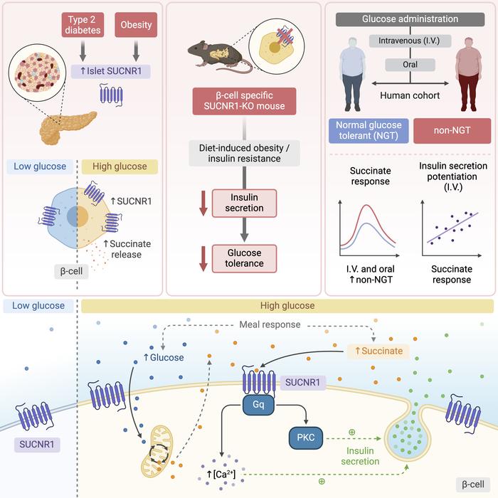 The succinate/SUCNR1 axis is activated by high glucose and represents an amplifying pathway for #insulin secretion relevant to the hyperinsulinemia of prediabetic states @jclinicalinvest jci.org/articles/view/…