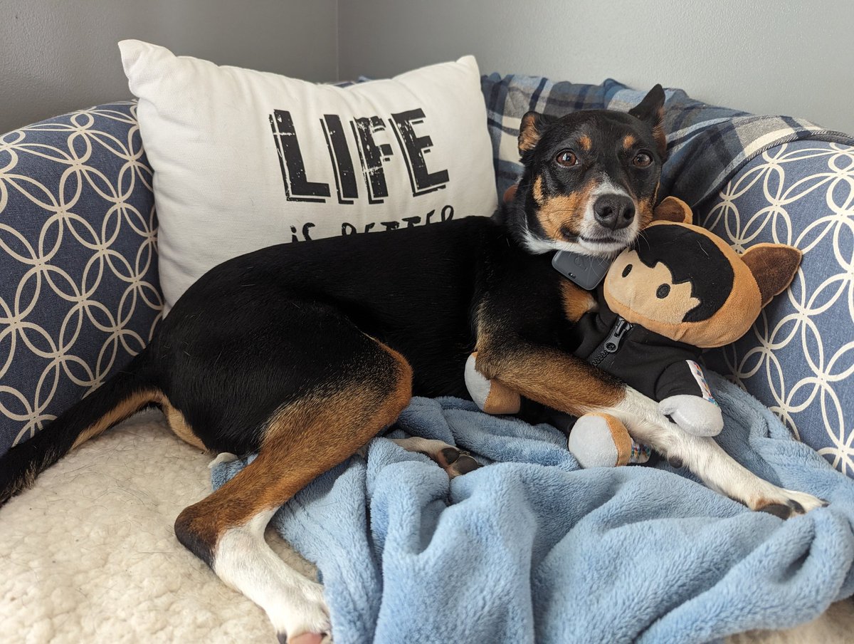 mikenbeck2001's tweet photo. @trailhead @salesforce My dog, Dobby has claimed astro and naps with them every afternoon while I work. Happy birthday 🎂🎆, Astro! ❤️ Dobby https://t.co/TiTrgEH7YA