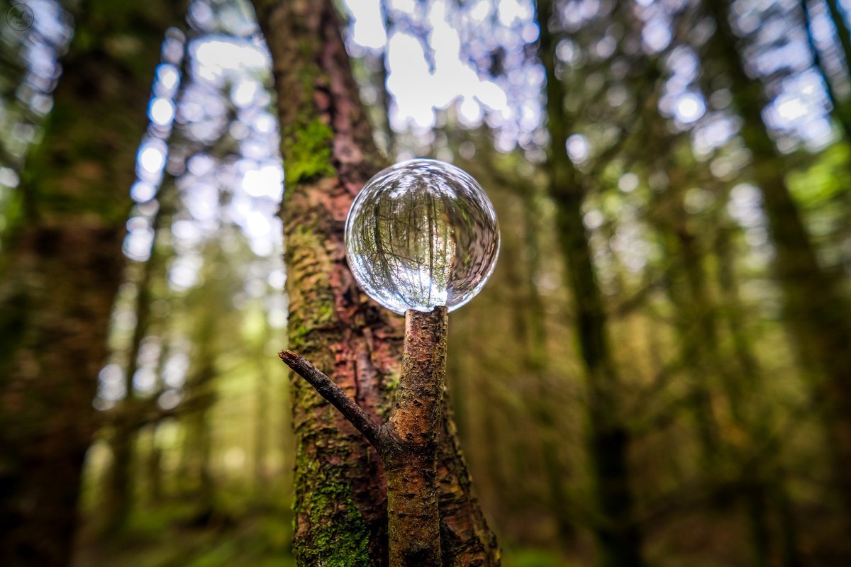 Woodland Balance Seeing how well can balance these things in woods, and yes it is really on a little stump not PS'd in 😁 #photography #landscapephotography #thelakedistrict #forest #landscape #trees #fujifilm #sunlight #moss #reflections #photographer #lensball #sunshine