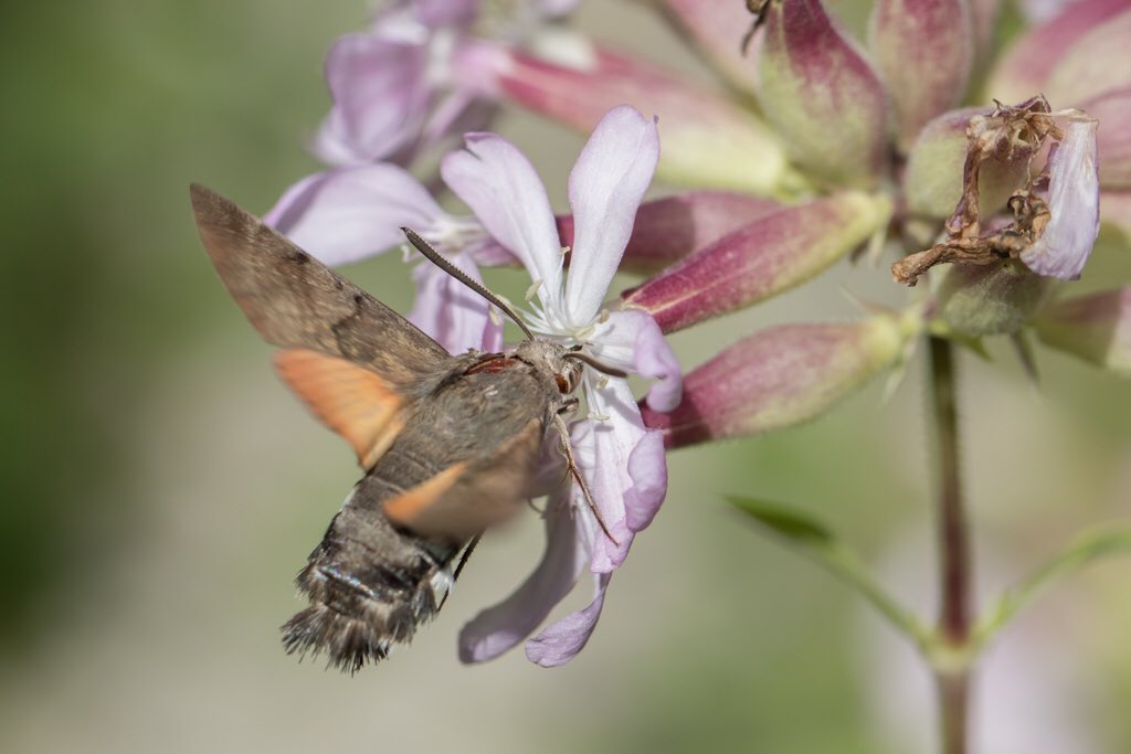 Kolibrievlinder op de bloemen van het zeepkruid #meimotten