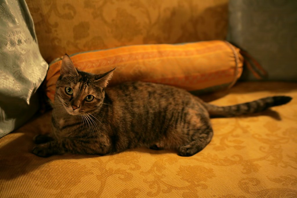 Piove,nel tempo che porta al buio,un lampo,un tuono,poi un tuono e un lampo.Così per un poi che racconta primavera.Abbia la sera il buono dei sogni.@GuernseyJuliet.🐱🐱🐱✨