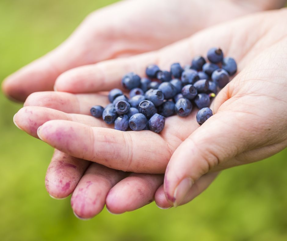 Opt for #wildblueberries for a nutrient-rich addition to your diet. These tiny, yet mighty berries are naturally smaller than their cultivated counterparts, packing a concentrated punch of anthocyanins and phytochemicals. buff.ly/3KieMiI
#hearthealth #betterberry