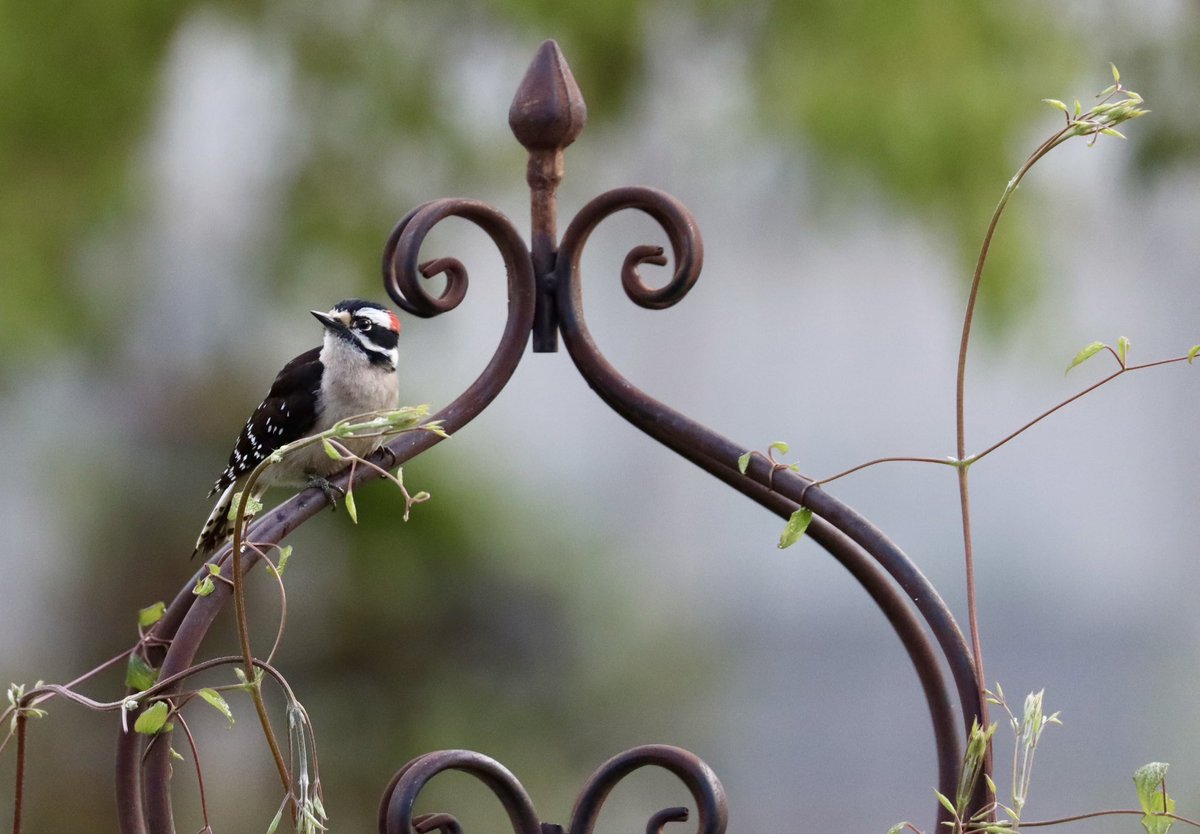 Little male Downy woodpecker waiting for the big guy to finish eating.  #birdsofx #backyardbirding #birdlover