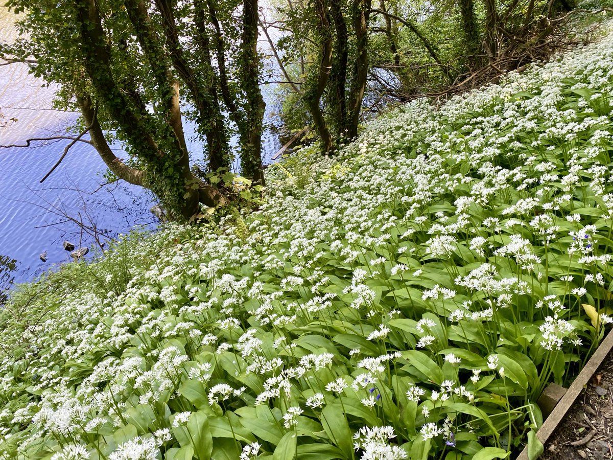 Walking through the woods today was magical #sunlight #wildgarlic #May