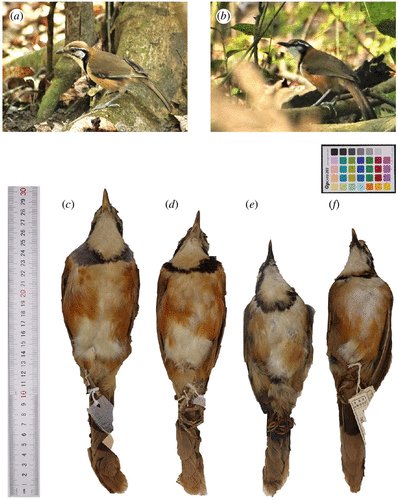 New from #RSOS: Investigating flock-associated mimicry: examining the evidence for, and drivers of, plumage mimicry in the greater and lesser necklaced #laughingthrush. Read the full paper: ow.ly/7mTa50Rejh1