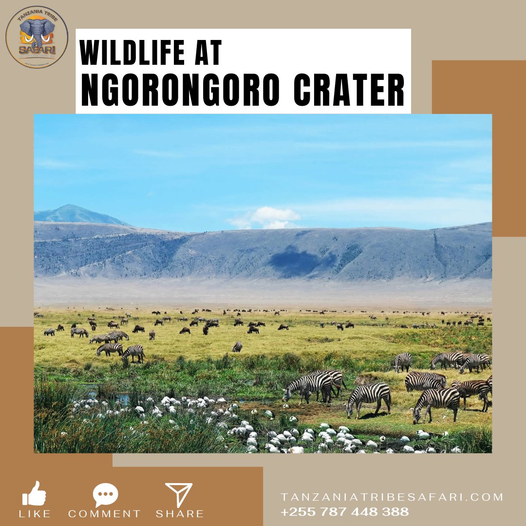 Ngorongoro is the most famous attraction in the area and is often referred to as the eighth wonder of the world.

visit us @ tanzaniatribesafari.com/ngorongoro-con…

#tanzaniatribesafaris #tanzania #guidedtour #ngorongoro #ngorongorocrater