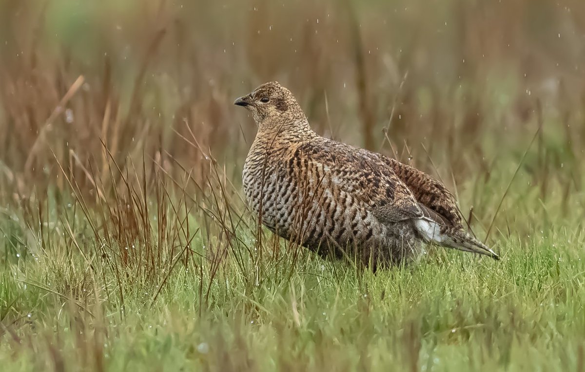 One of four female Black Grouse seen on moorland in the North Pennines last night.