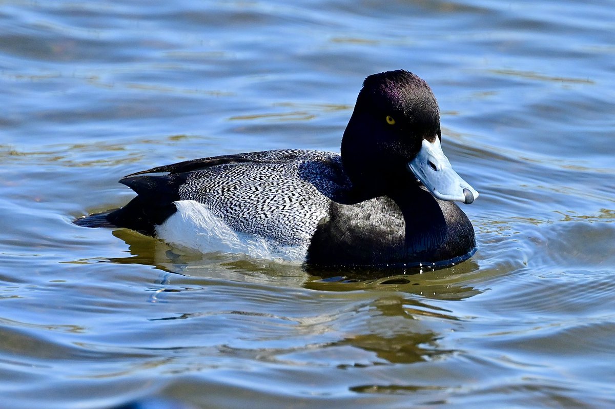 #AlphabetChallenge #WeekS 
 S is for Scaup. A male Lesser Scaup.