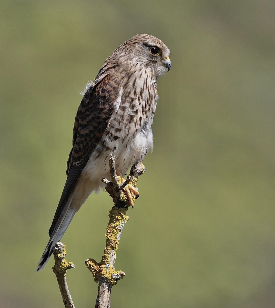 Female Kestrel yesterday. @CBWPS1 #birdphotography #birding #Birds #BirdsOfX #birdwatching #naturelovers #NaturePhotography #TwitterNatureCommunity #wildlifephotography