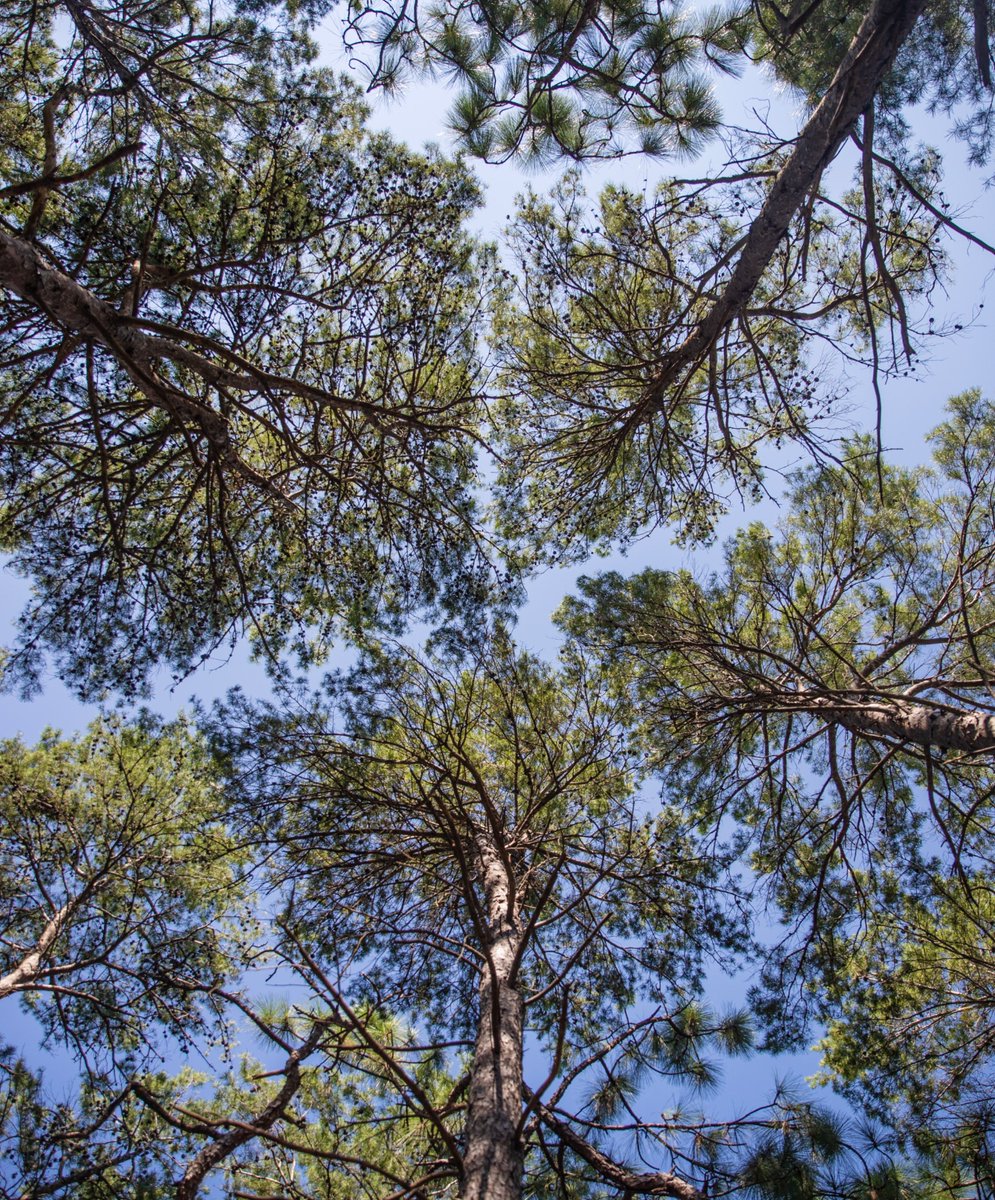 The longleaf pines of Point Washington State Forest look good from any perspective 🌳 See them for yourself on your next trip to #SouthWalton: ow.ly/pk3250RvT96