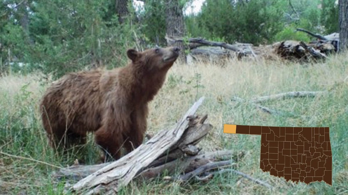 To learn more about our panhandle black bears, a team from @okstate used camera traps and hair snares in a 2-year study. An estimated 26 black bears are thought to occur in Cimarron County and are genetically similar to those found in NE New Mexico. 
BEHOLD THE CINNAMON CUTIE: