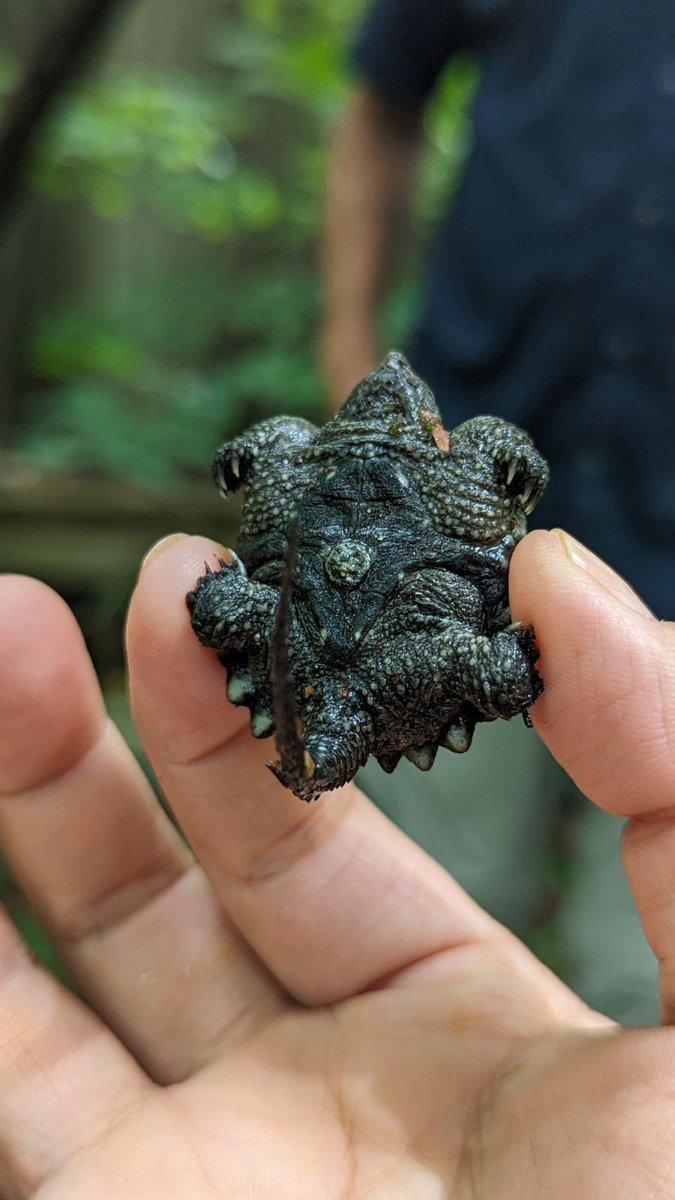 Did you know that baby turtles have belly buttons? 🐢👀 A baby turtle is attached to a yolk sac for nutrition while developing in the egg, kind of like baby birds 🐣 The umbilical scar is on the plastron and will disappear as the baby grows larger.

📷 Baby common snapping turtle
