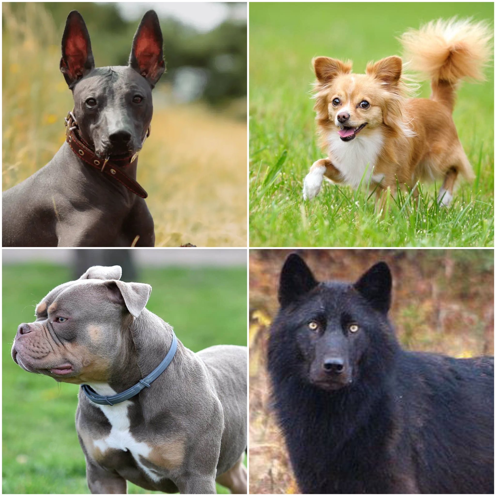 Martin Sanchez on X Choose one Mexican dog breed 1. Xoloitzcuintli aka the Mexican Hairless Dog Xolo for short if you prefer 2. Chihuahua I don t need to explain. You should know